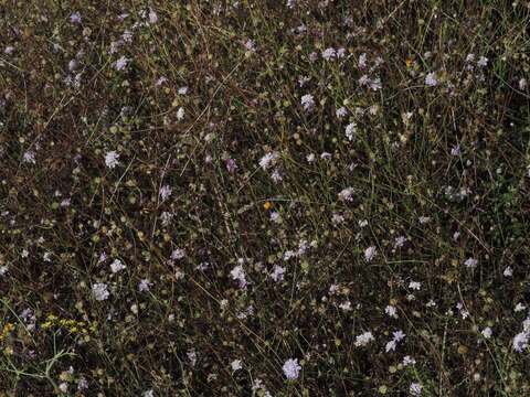 Cephalaria transsylvanica (L.) Schrad. ex Roem. & Schult. resmi