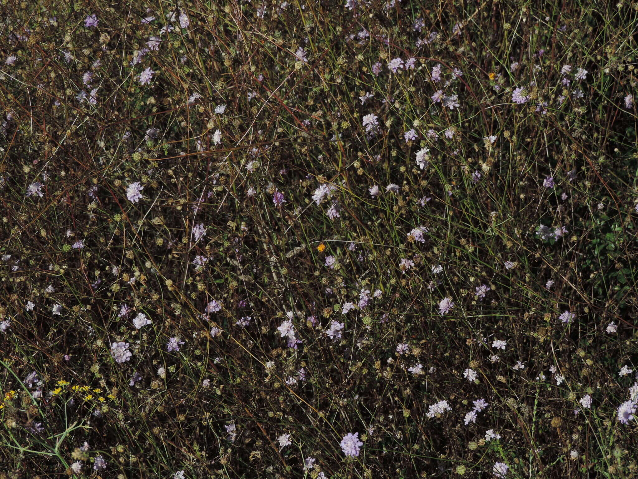 Слика од Cephalaria transsylvanica (L.) Schrad. ex Roem. & Schult.