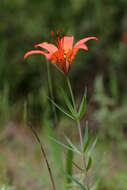 Lilium philadelphicum L. resmi