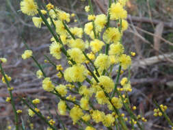 Image of spiny wattle