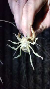 Image of Black Hairy Scorpion