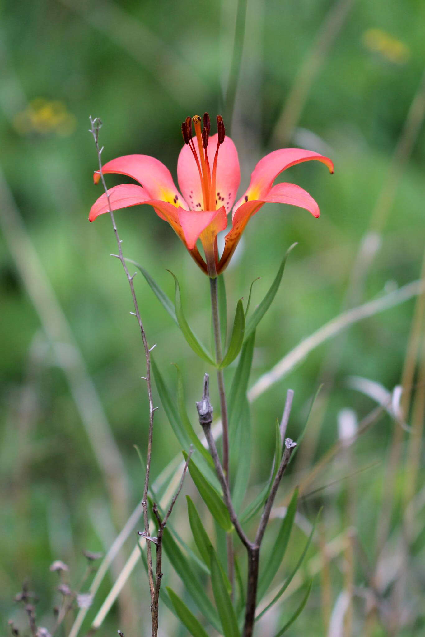 Lilium philadelphicum L. resmi