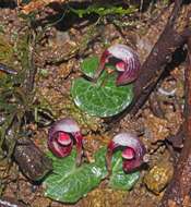 Image of Corybas abellianus Dockrill