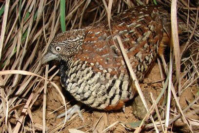 Image of Barred Buttonquail