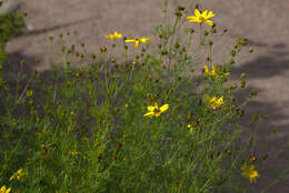 Image of whorled tickseed