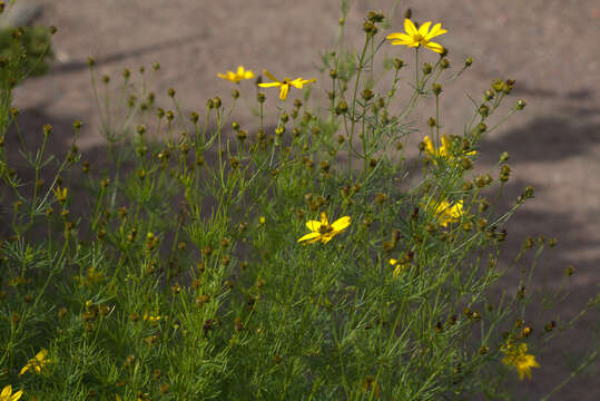 Image of whorled tickseed