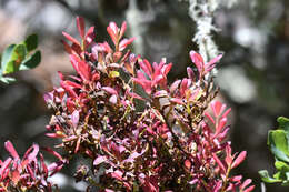 Image of Exobasidium darwinii Piątek & M. Lutz 2012