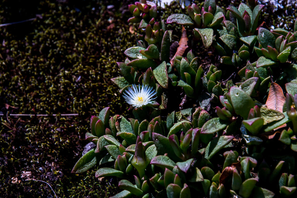 Imagem de Delosperma tradescantioides (Berg.) L. Bol.