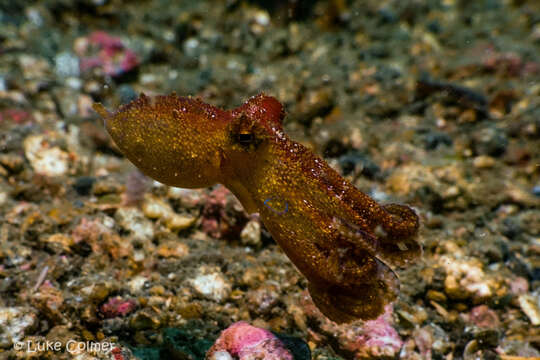 Image of Amphioctopus siamensis (Nateewathana & Norman 1999)