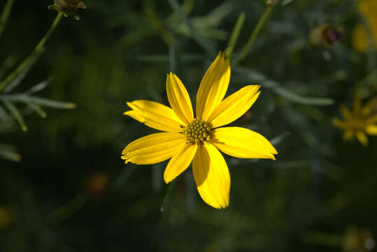 Image of whorled tickseed