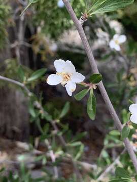 Image of wild crab apple