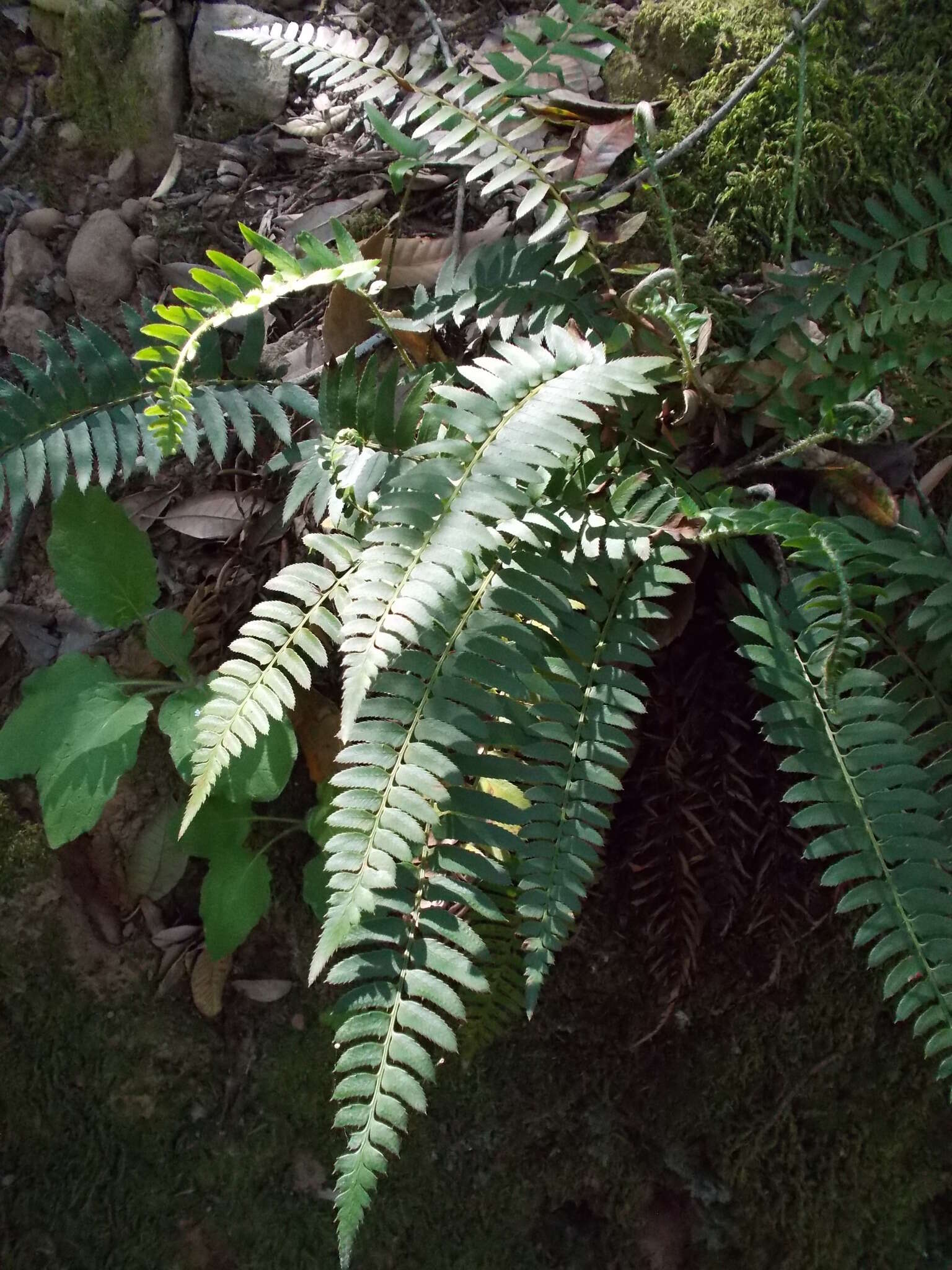 Image of narrowleaf swordfern