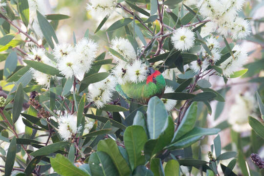 Image of Little Lorikeet