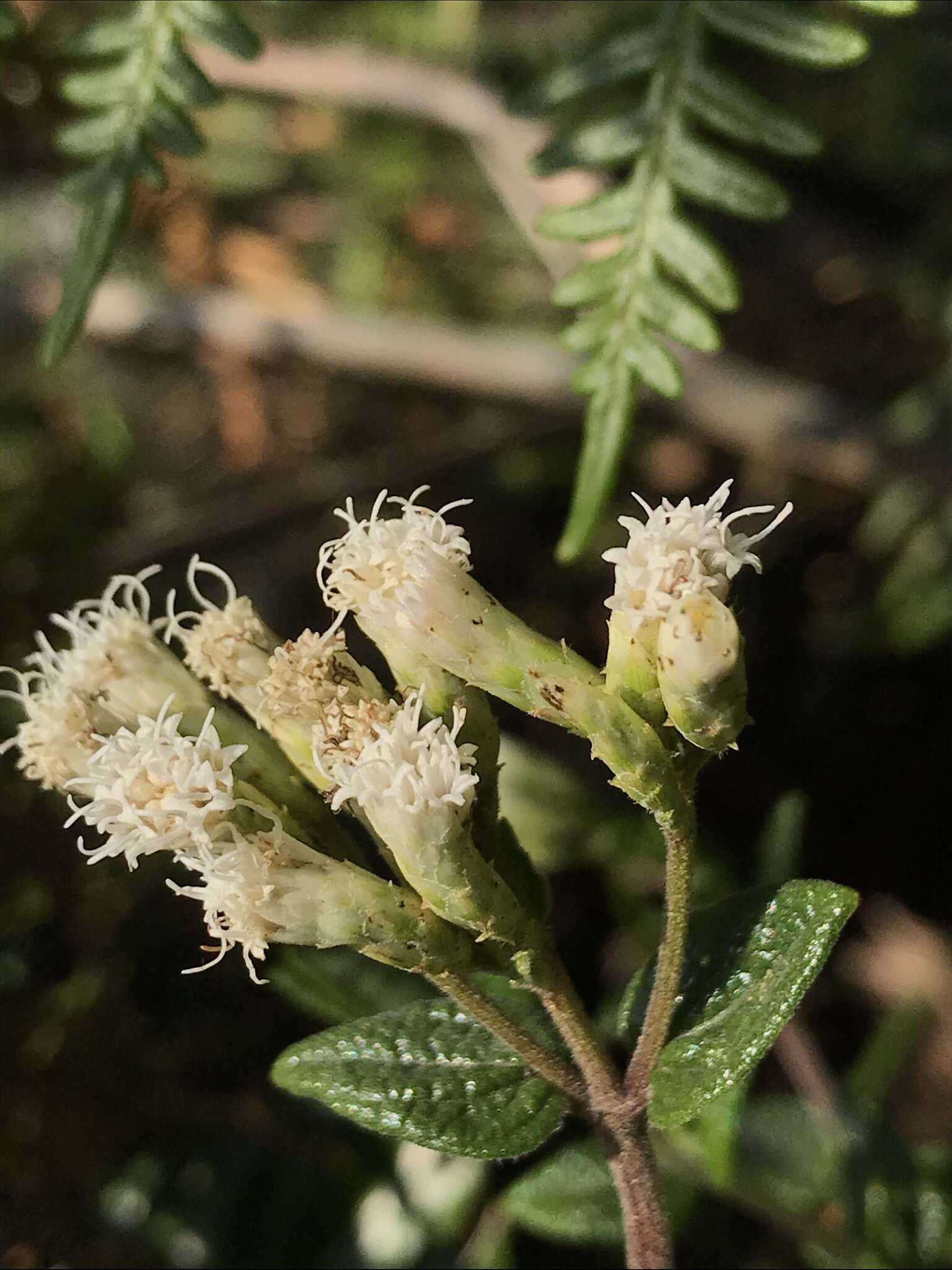 Image of Chromolaena bullata (Klatt) R. King & H. Rob.