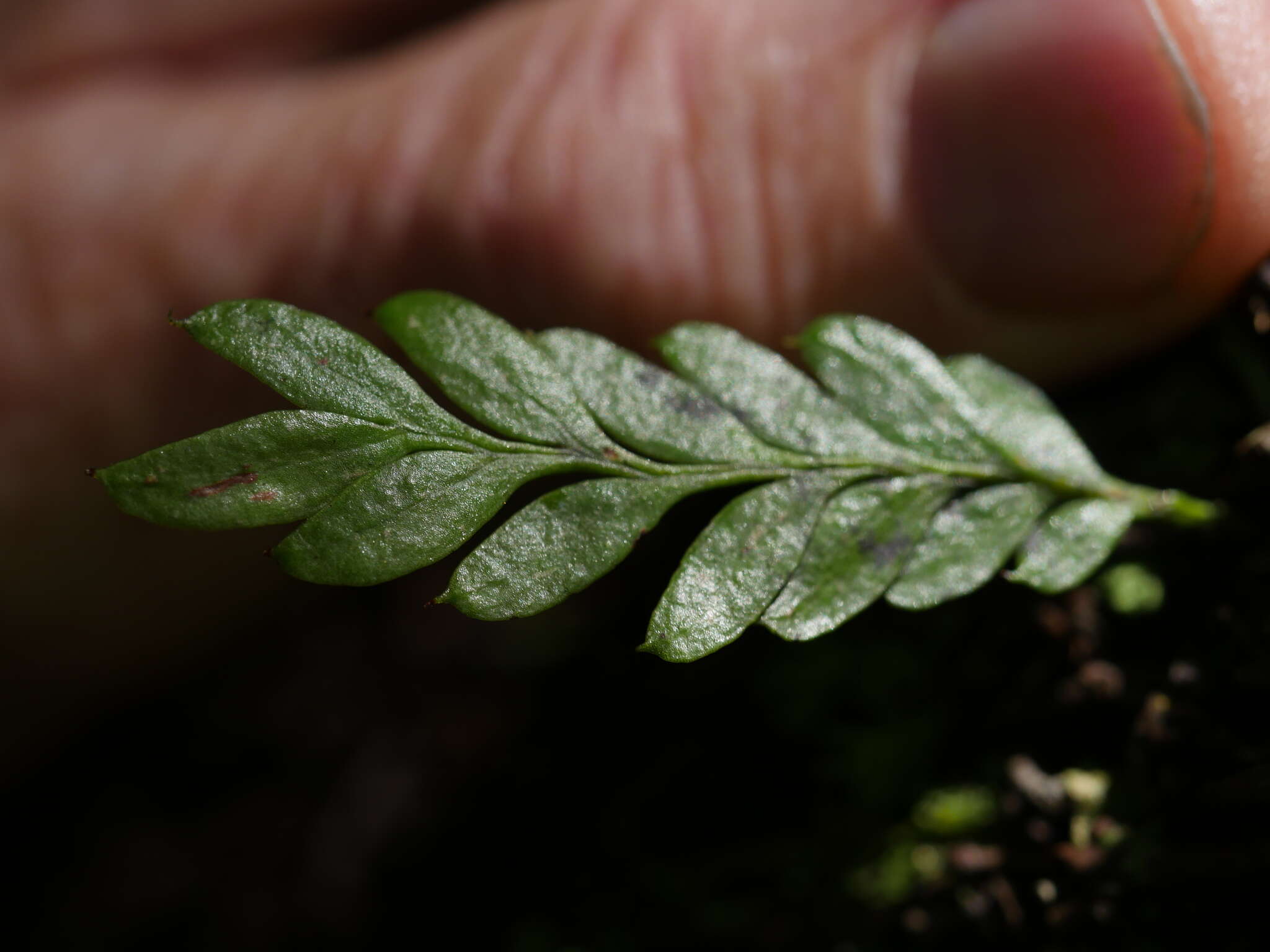 Image of Tmesipteris lanceolata Dangeard