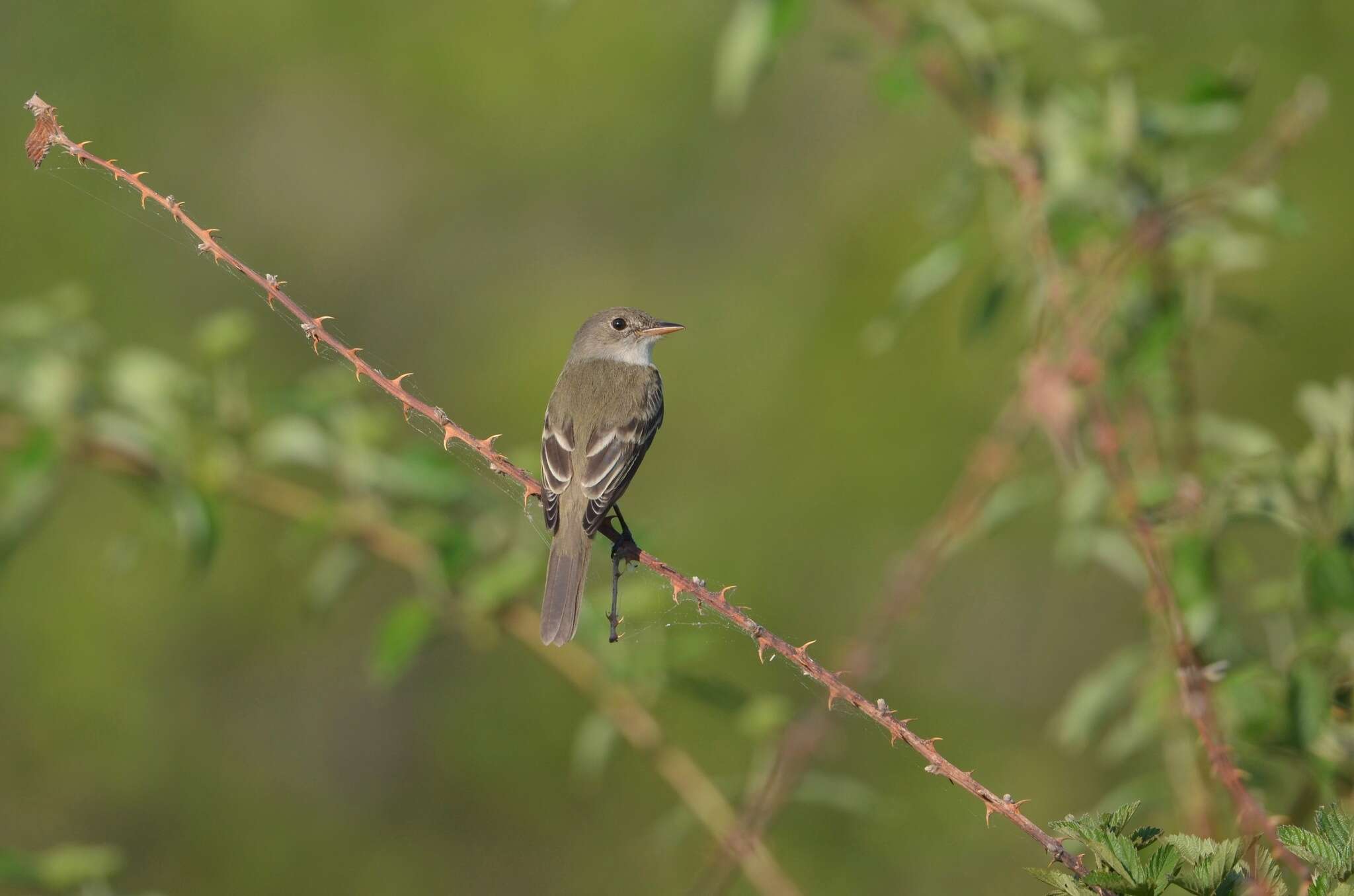 Image of Empidonax traillii traillii (Audubon 1828)