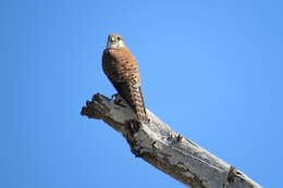 Image of Madagascar Kestrel