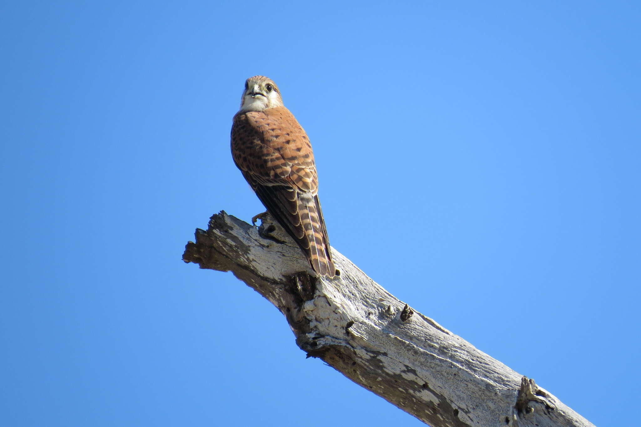 Image of Madagascar Kestrel