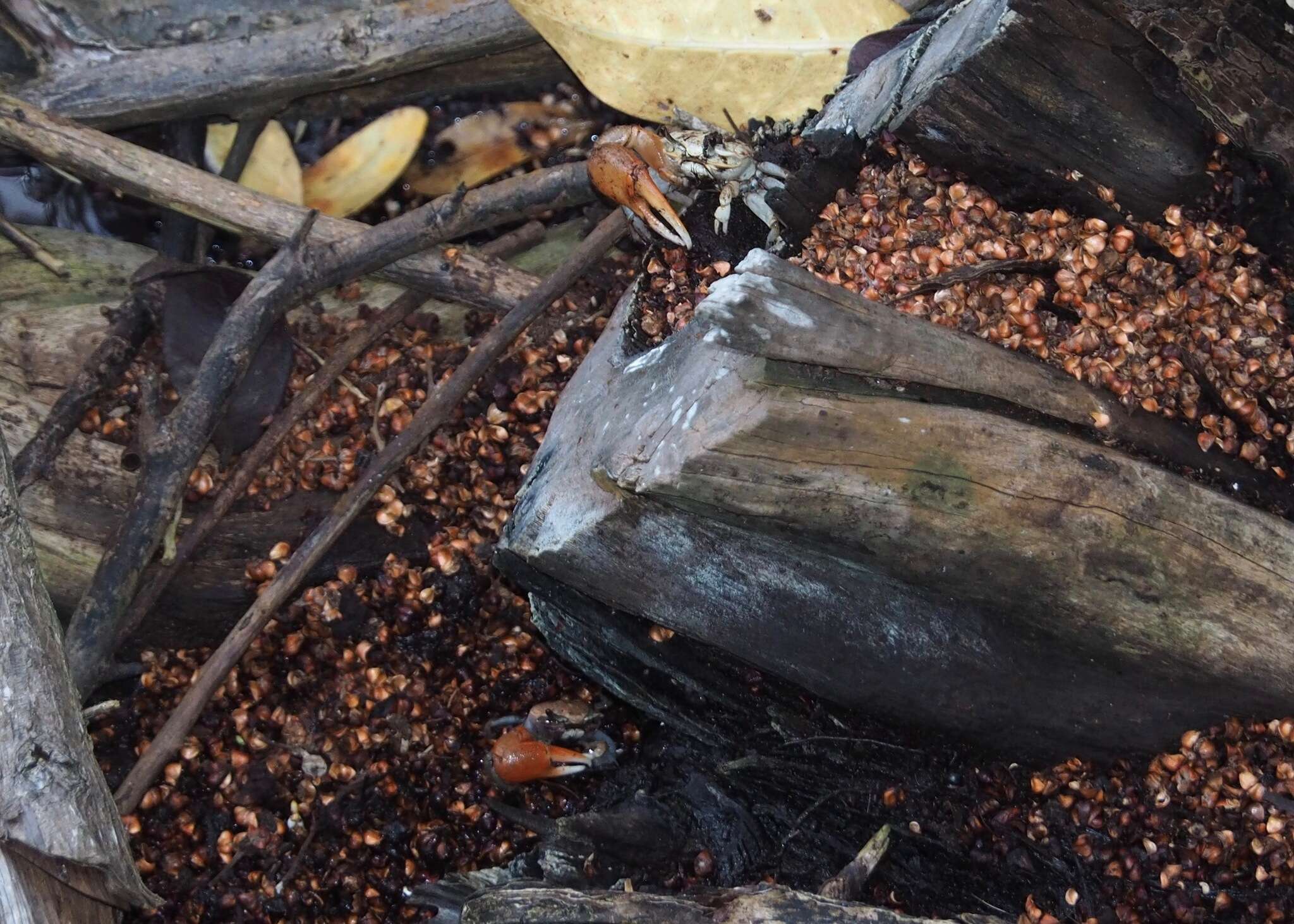 Image of Galápagos Fiddler Crab