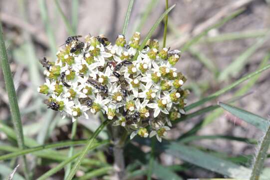 Image of Xysmalobium involucratum (E. Mey.) Decne.