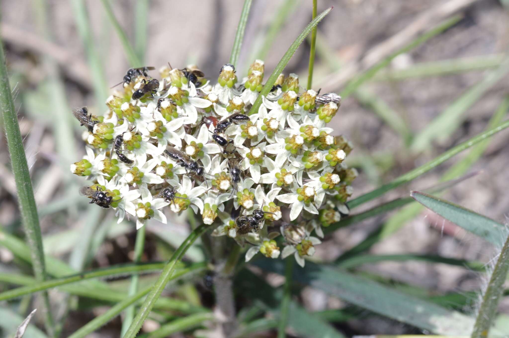 Image de Xysmalobium involucratum (E. Mey.) Decne.