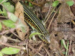 Image of Ornate Girdled Lizard