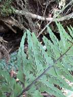 Image of Forest Spleenwort