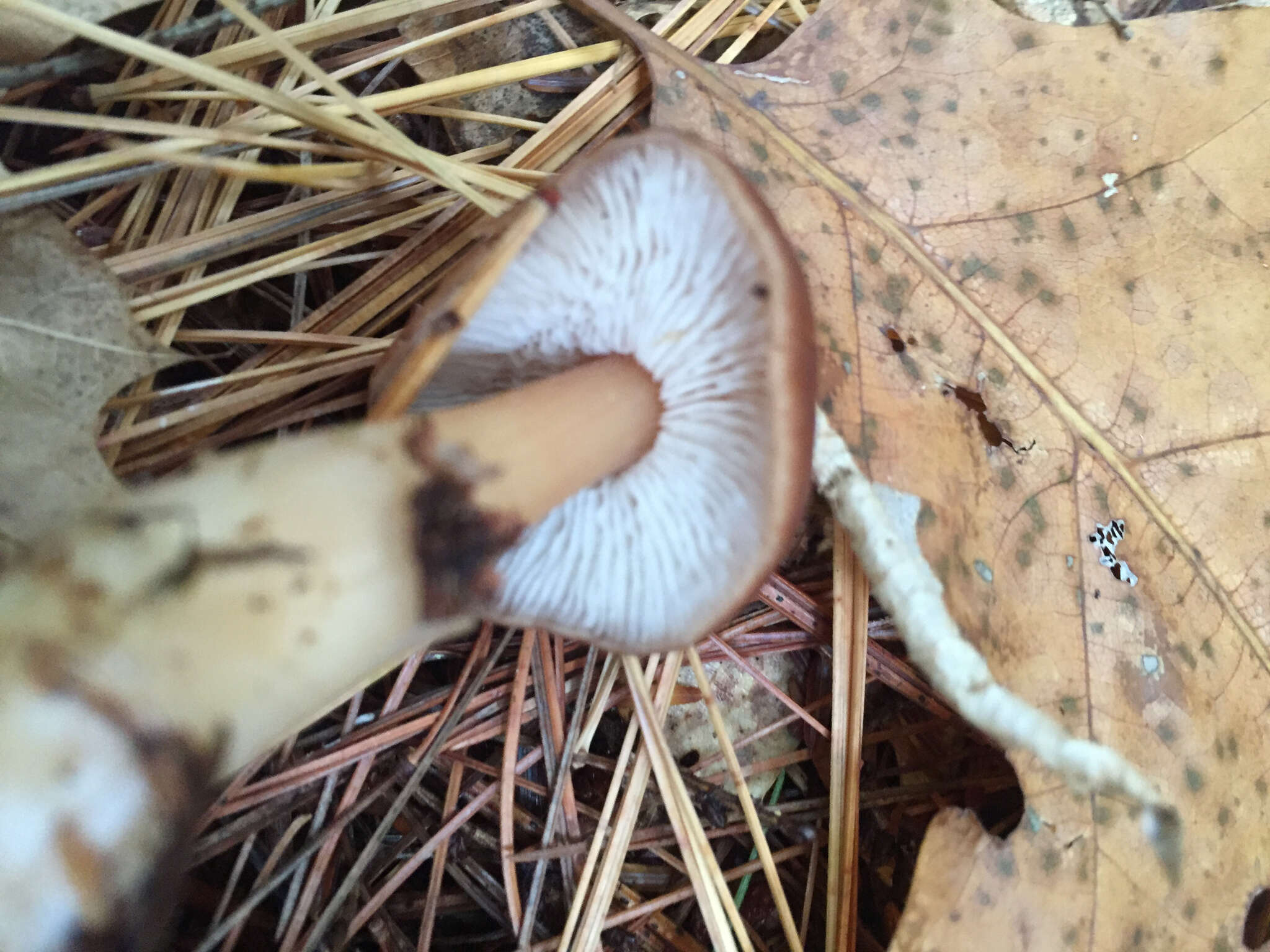 Image of Rhodocollybia butyracea (Bull.) Lennox 1979