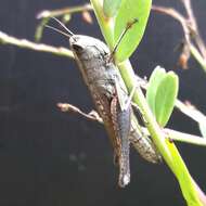 Image of Amblytropidia robusta Bruner & L. 1906