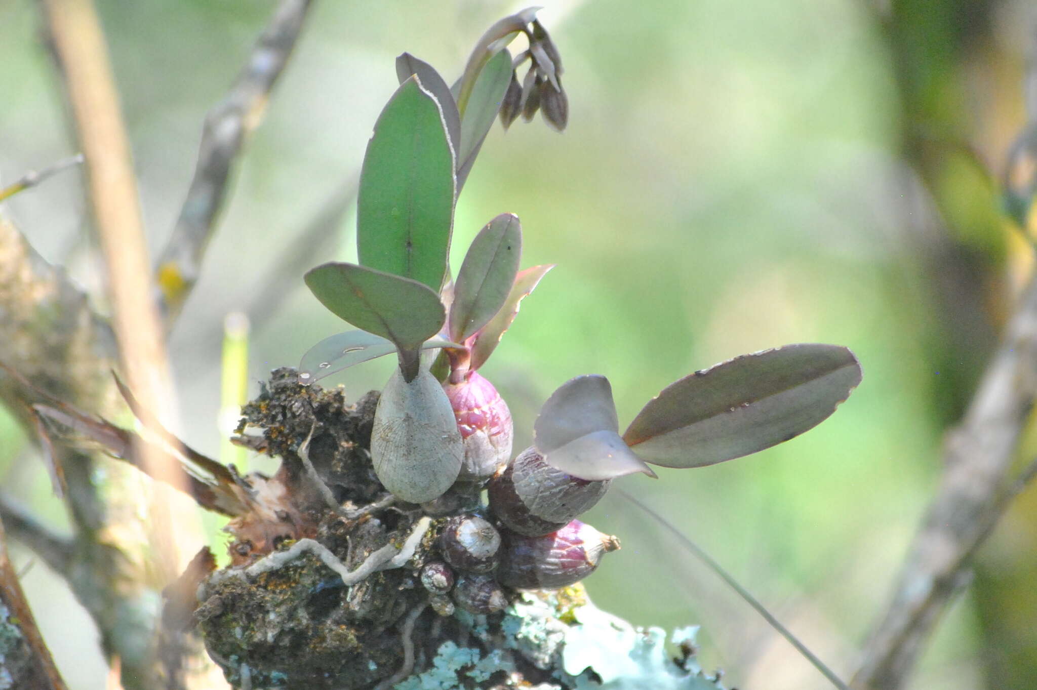 Image of Epidendrum marmoratum A. Rich. & Galeotti