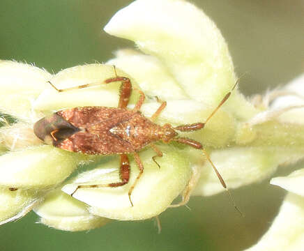 Image of Clouded plant bug