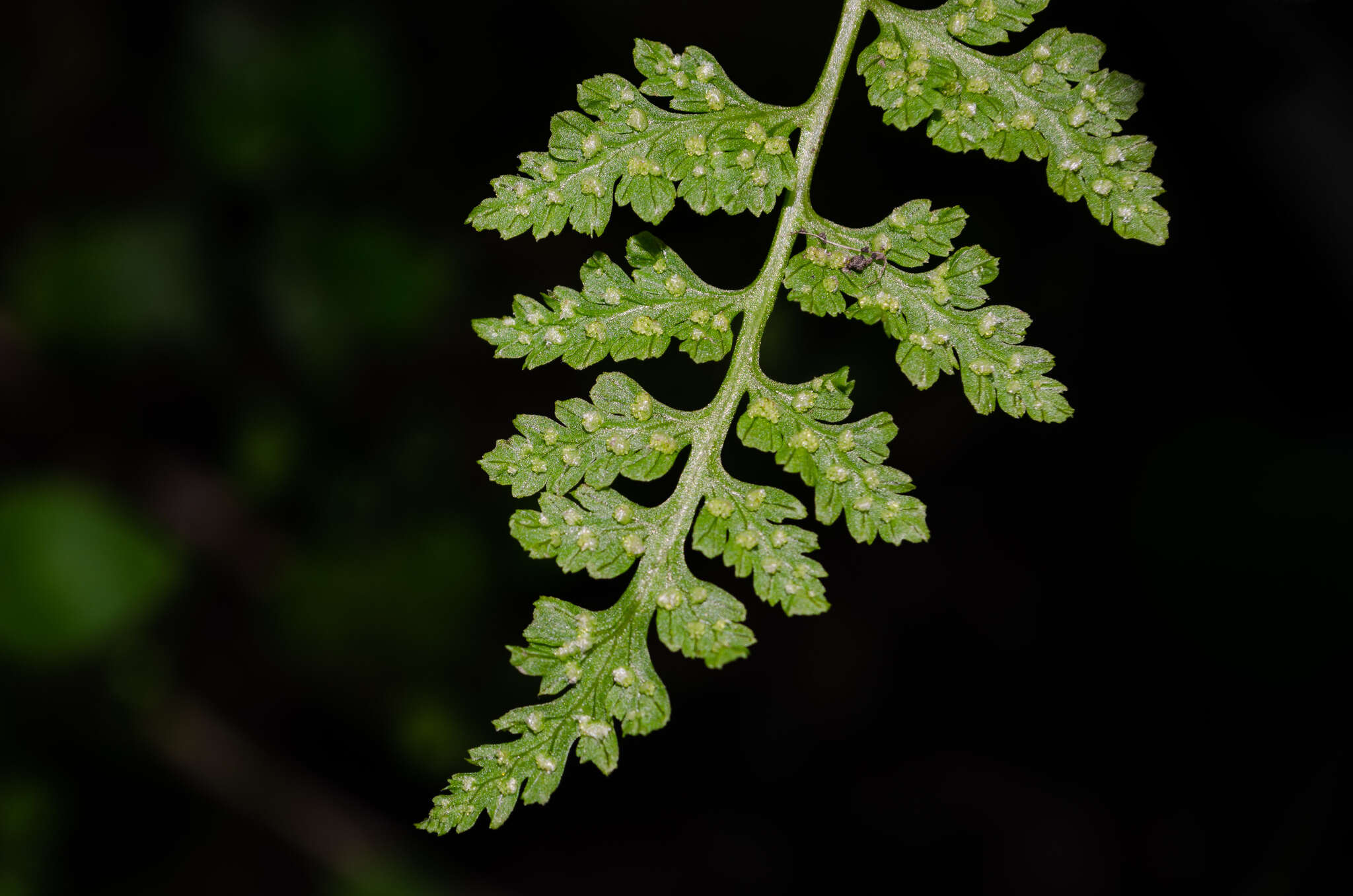 Image of Cystopteris fragilis var. apiiformis (Gand.) Blasdell