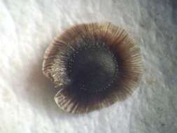 Image of Morison's spurry