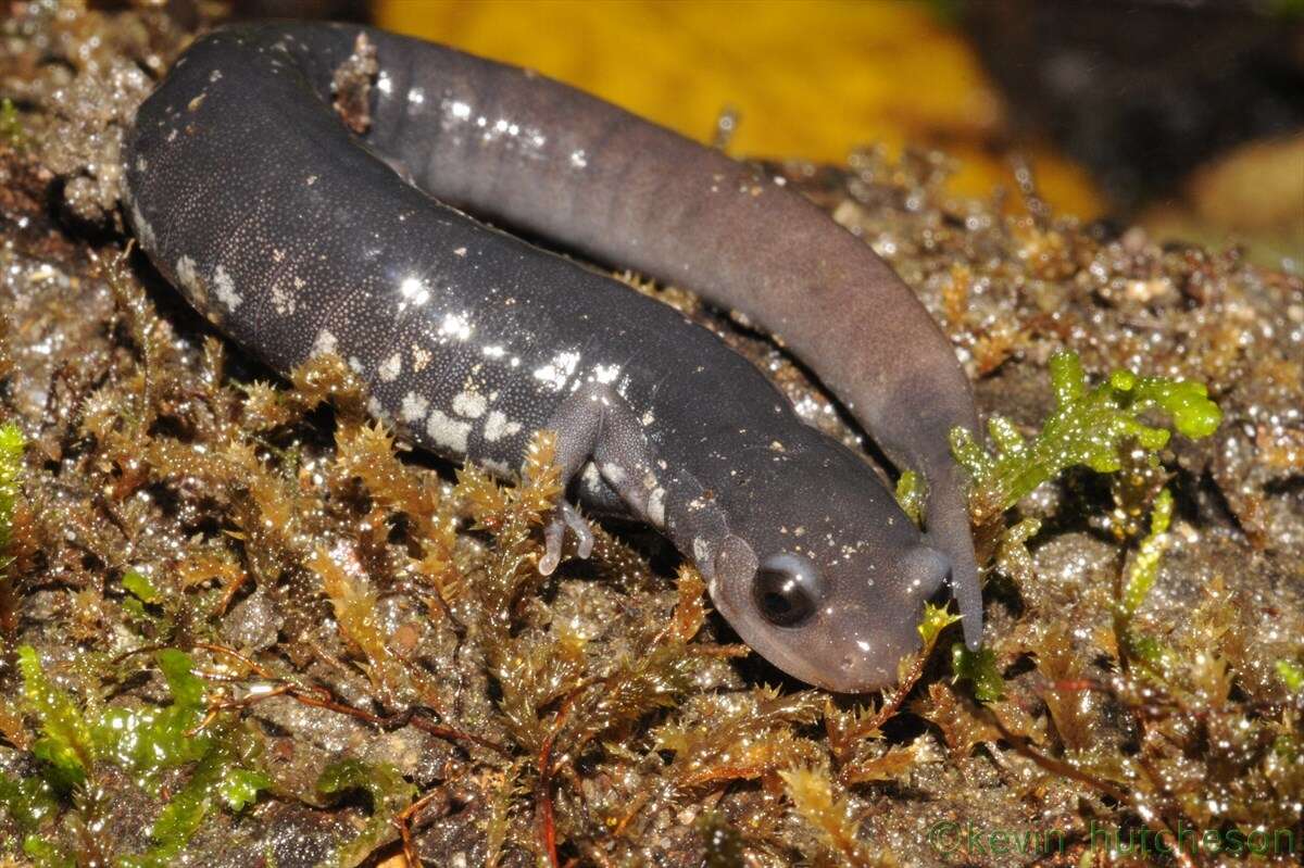 Image de Plethodon aureolus Highton 1984