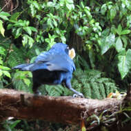 Image of Unicolored Jay