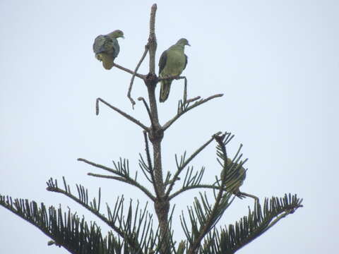 Image of Taiwan Green-pigeon