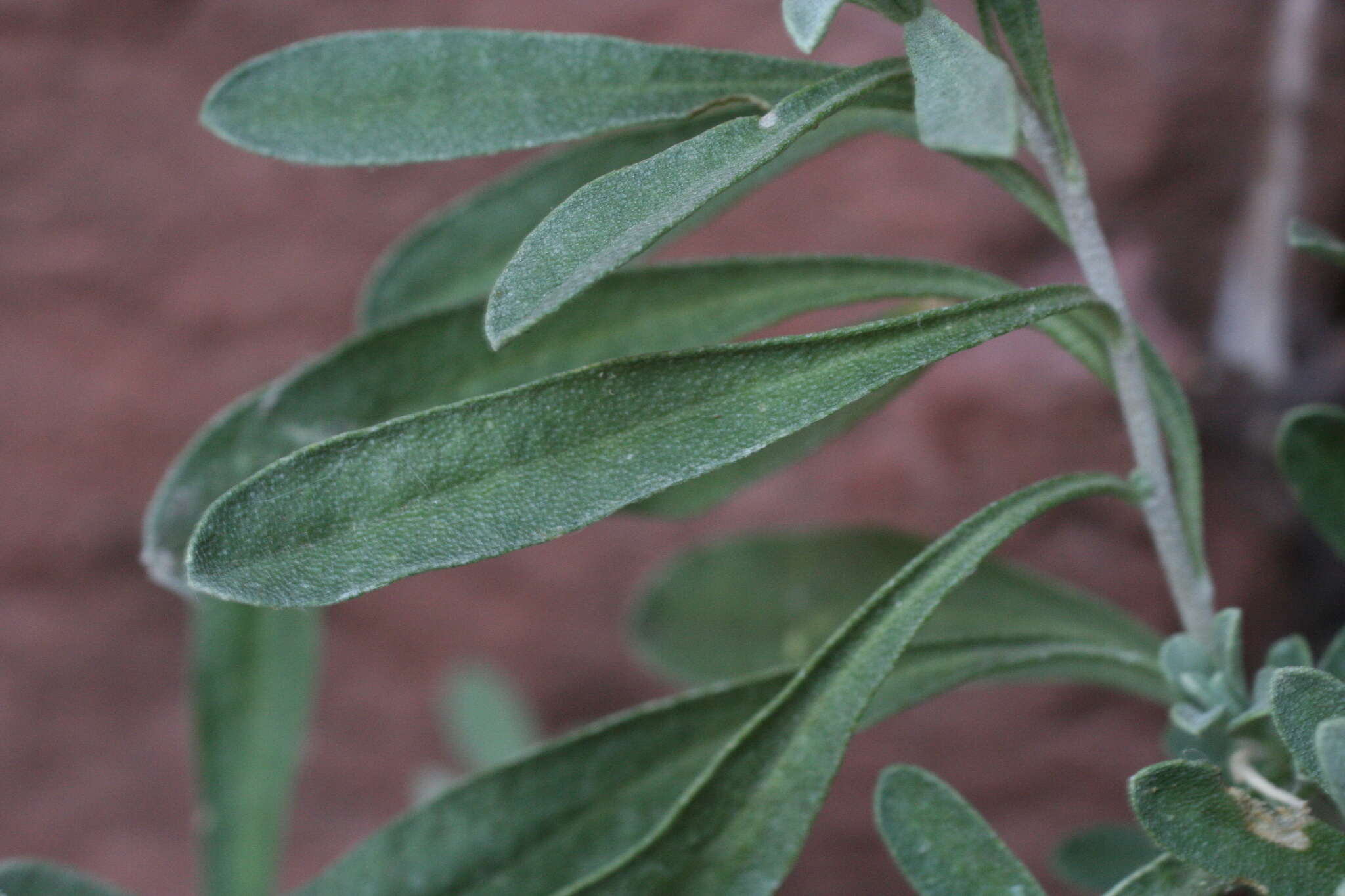 Image of Hormathophylla halimifolia (Boiss.) P. Küpfer