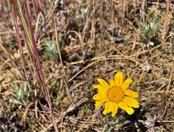 Plancia ëd Eriophyllum lanatum var. leucophyllum (DC.) W. R. Carter