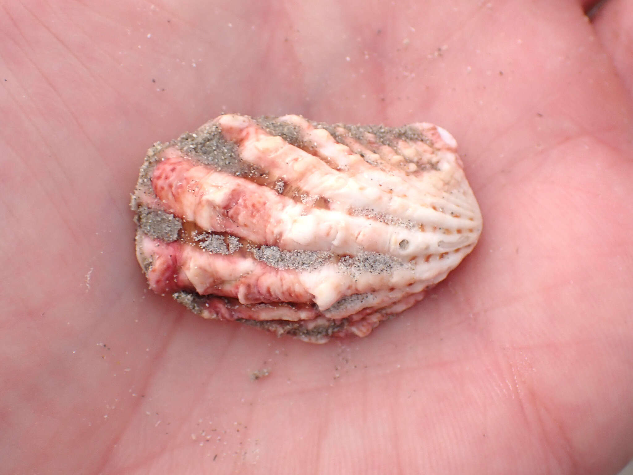 Image of large-ribbed cardita
