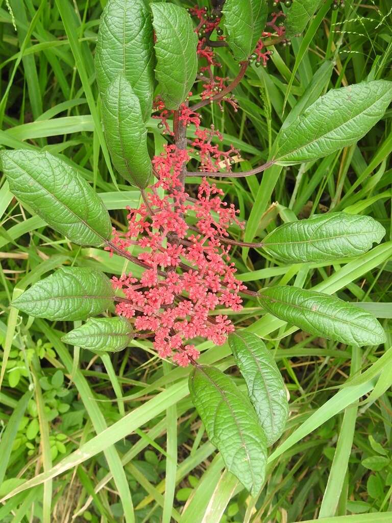 Image of Cissus biformifolia Standl.