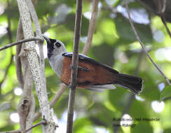 Image of Black-winged Monarch