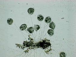 Image of Vorticella campanula