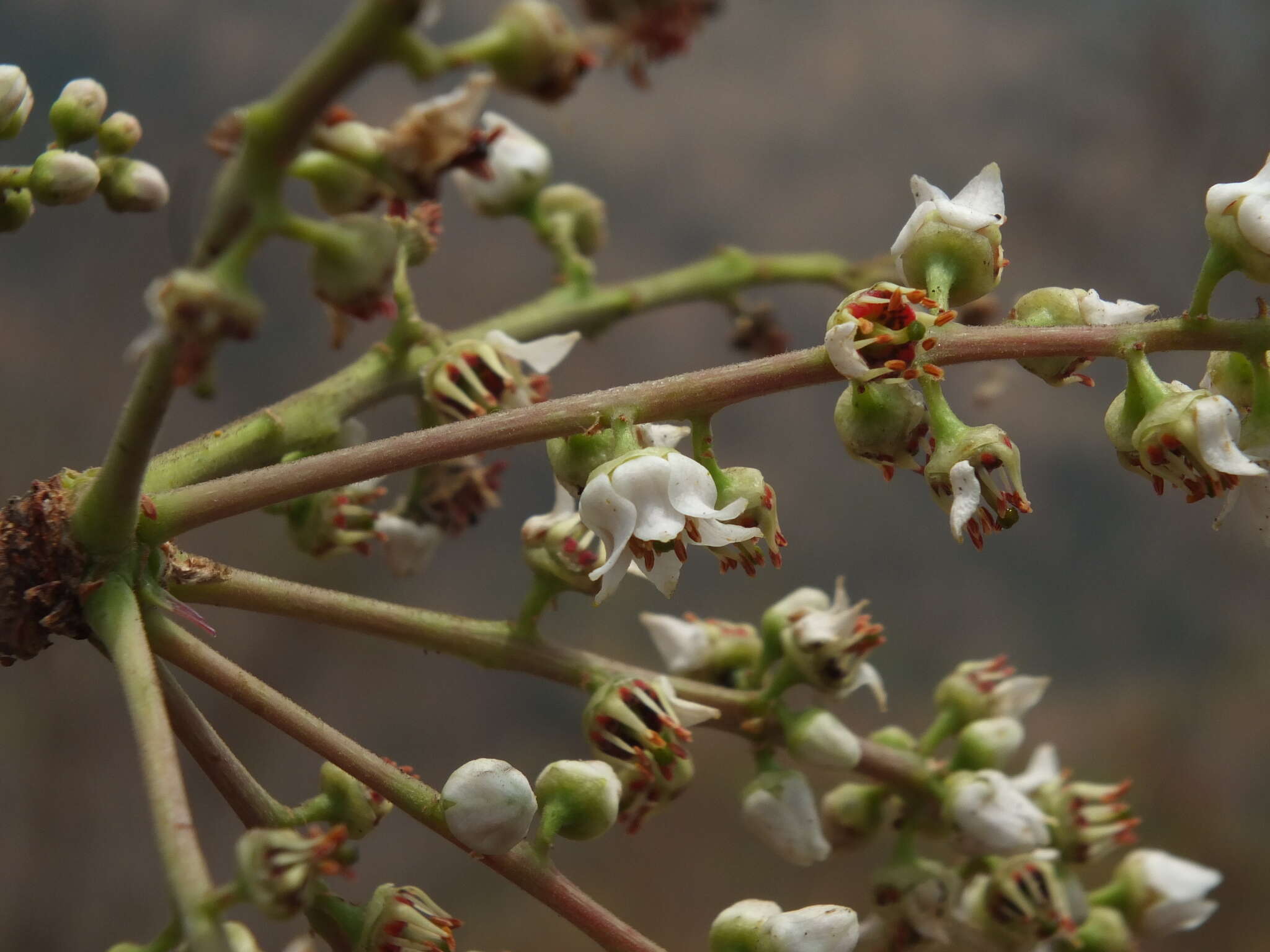 Plancia ëd Boswellia serrata Roxb. ex Colebr.