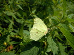 Imagem de Gonepteryx rhamni (Linnaeus 1758)