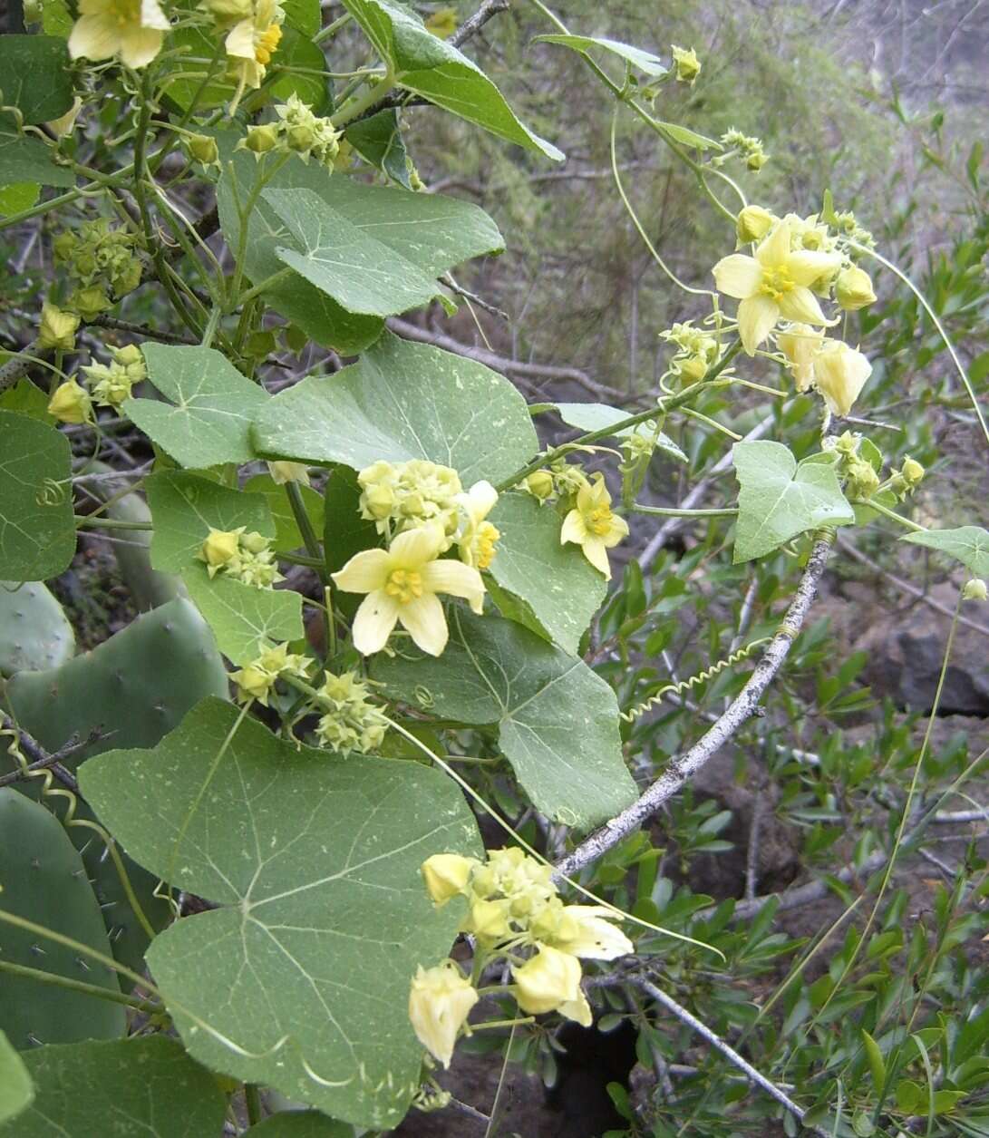 Image of Bryonia verrucosa Dryand. ex Ait.