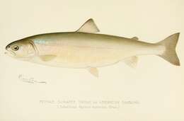 Image of Arctic Char