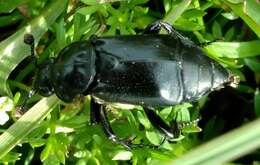 Image of Nicrophorus (Nicrophorus) guttula (Motschulsky 1845)