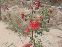 Image of Calliandra peninsularis Rose