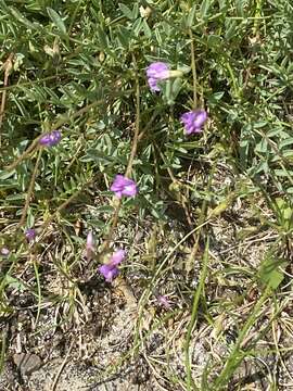 Image of Bourgov's milkvetch