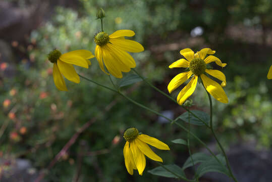 Image of cutleaf coneflower